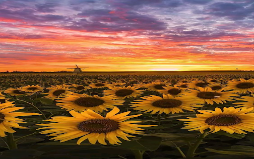 Sunflower field wallpaper  from Chrome web store to be run with OffiDocs Chromium online