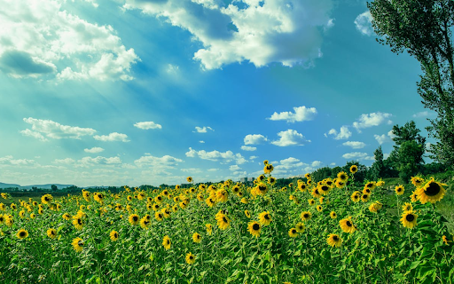 Sunflower field with clear blue summer sky  from Chrome web store to be run with OffiDocs Chromium online