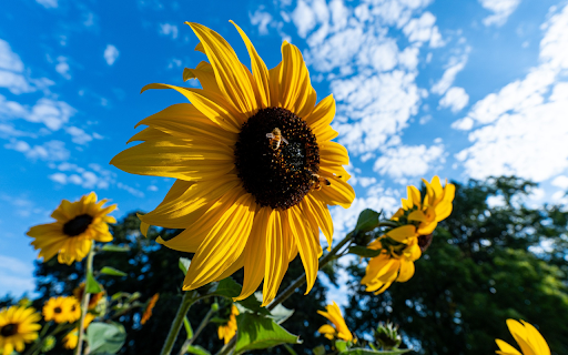 Sunflowers and bees  from Chrome web store to be run with OffiDocs Chromium online