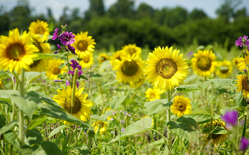 Sunflowers and purple flowers  from Chrome web store to be run with OffiDocs Chromium online