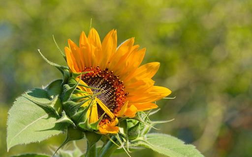 Sunflowers bloom  from Chrome web store to be run with OffiDocs Chromium online
