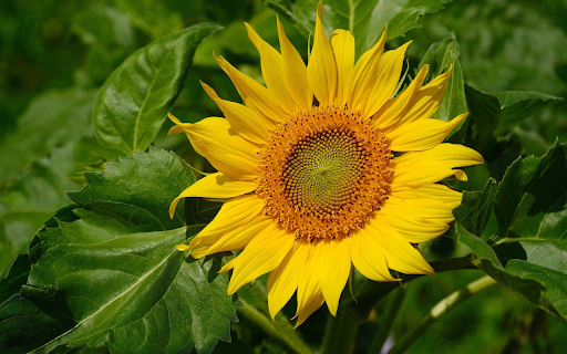 Sunflower tree  from Chrome web store to be run with OffiDocs Chromium online