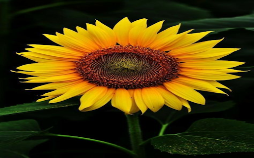 Sunflower Wallpaper  from Chrome web store to be run with OffiDocs Chromium online
