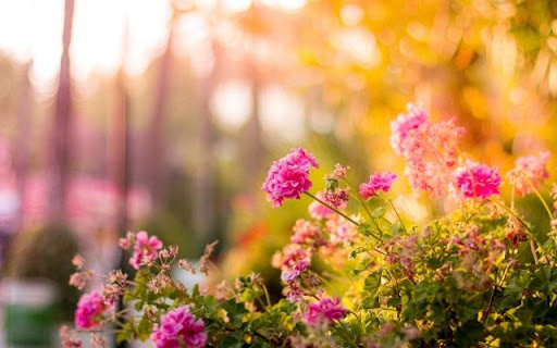 Sun Kissed Pelargonium Display  from Chrome web store to be run with OffiDocs Chromium online