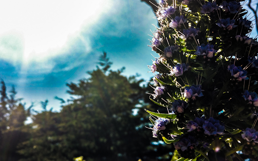 Sun Kissed Purple Blooms  from Chrome web store to be run with OffiDocs Chromium online Sun Kissed Purple Blooms  from Chrome web store to be run with OffiDocs Chromium online