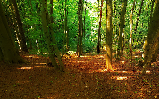 Sunlight and woods  from Chrome web store to be run with OffiDocs Chromium online