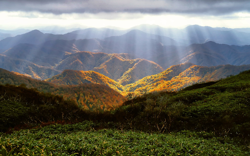 Sunlight shines in the forest  from Chrome web store to be run with OffiDocs Chromium online