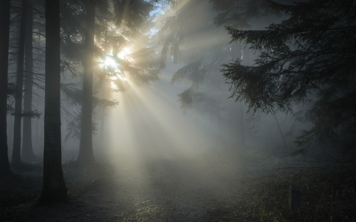 Sunlight through the forest  from Chrome web store to be run with OffiDocs Chromium online