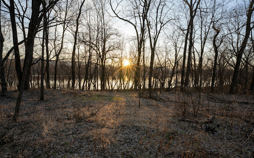 Sunlight Through Trees  from Chrome web store to be run with OffiDocs Chromium online