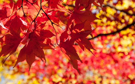 Sunlit Autumn Leaves from Chrome web store to be run with OffiDocs Chromium online Sunlit Autumn Leaves from Chrome web store to be run with OffiDocs Chromium online