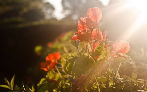 Sunlit Scarlet Blooms  from Chrome web store to be run with OffiDocs Chromium online