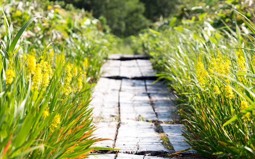 Sunny road and flowery grass  from Chrome web store to be run with OffiDocs Chromium online