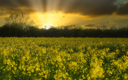 Sunrise and flower field  from Chrome web store to be run with OffiDocs Chromium online