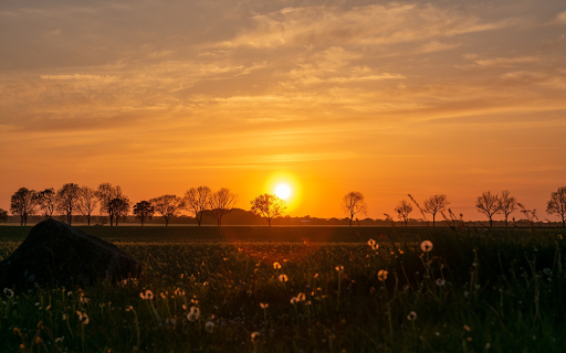 Sunset behind the trees  from Chrome web store to be run with OffiDocs Chromium online