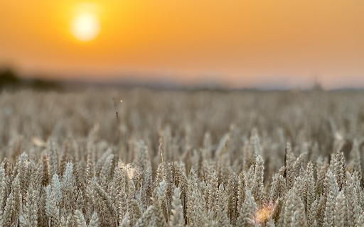 Sunset in wheat fields  from Chrome web store to be run with OffiDocs Chromium online