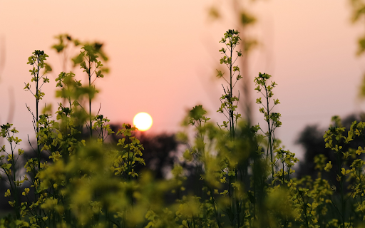 sunset on golden fields  from Chrome web store to be run with OffiDocs Chromium online