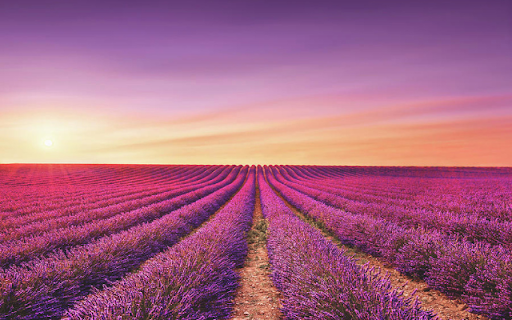 Sunset over Lavender Fields  from Chrome web store to be run with OffiDocs Chromium online