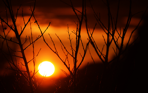 Sunset Through the Trees  from Chrome web store to be run with OffiDocs Chromium online