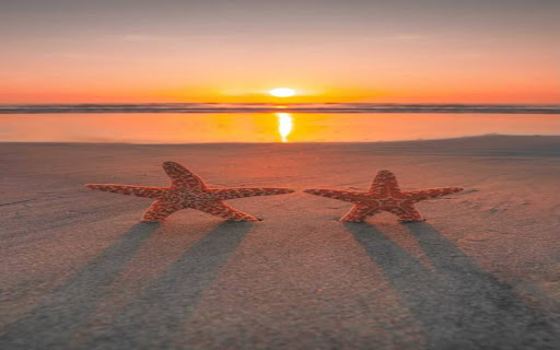 sunset wallpaper on the sea and two starfish from Chrome web store to be run with OffiDocs Chromium online sunset wallpaper on the sea and two starfish from Chrome web store to be run with OffiDocs Chromium online