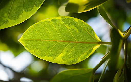 sunshine and leaves  from Chrome web store to be run with OffiDocs Chromium online