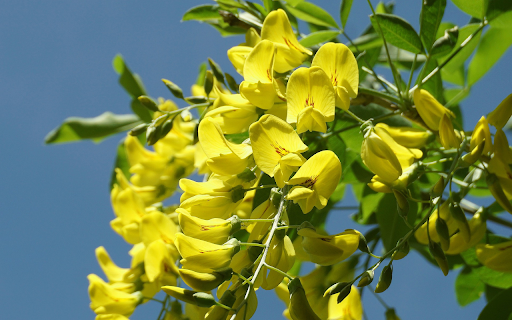 Sunshine and yellowflowers  from Chrome web store to be run with OffiDocs Chromium online