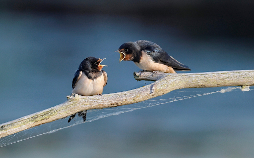 Swallow Talk  from Chrome web store to be run with OffiDocs Chromium online