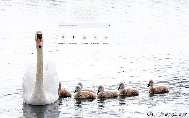 白鳥と白鳥類。 Chrome ウェブストアから OffiDocs Chromium オンラインで実行する