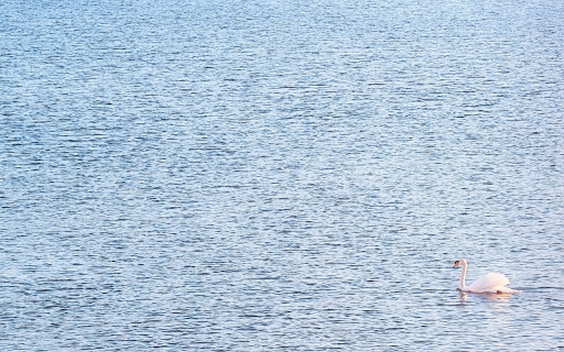 Swan and the lake  from Chrome web store to be run with OffiDocs Chromium online