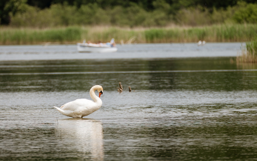 Swan by the lake  from Chrome web store to be run with OffiDocs Chromium online