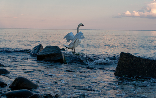Swan Flapping Its Wings  from Chrome web store to be run with OffiDocs Chromium online