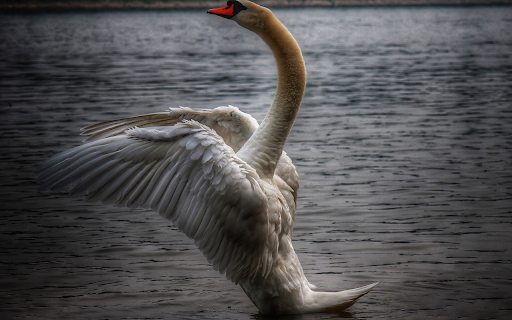 Swan Flapping Wings  from Chrome web store to be run with OffiDocs Chromium online
