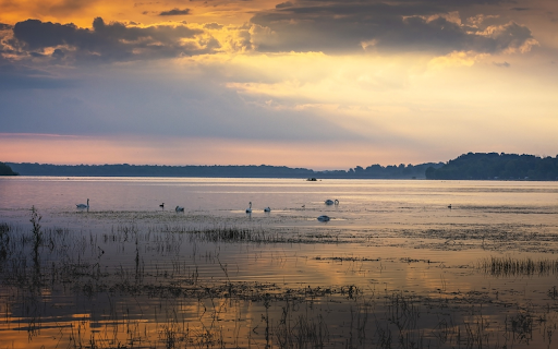 Swan lake afternoon  from Chrome web store to be run with OffiDocs Chromium online