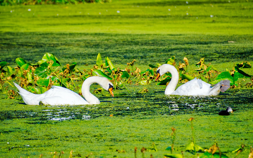 Swans and duck ponds  from Chrome web store to be run with OffiDocs Chromium online