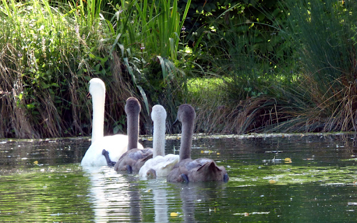 Swans and lake  from Chrome web store to be run with OffiDocs Chromium online