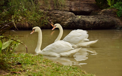 Swans and small lake  from Chrome web store to be run with OffiDocs Chromium online