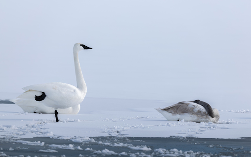Swans and white snow  from Chrome web store to be run with OffiDocs Chromium online