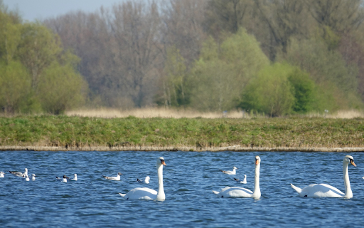 Swans by the blue lake from Chrome web store to be run with OffiDocs Chromium online Swans by the blue lake from Chrome web store to be run with OffiDocs Chromium online