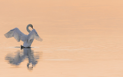 Swans flap their wings  from Chrome web store to be run with OffiDocs Chromium online