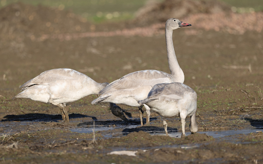 Swans looking for food from Chrome web store to be run with OffiDocs Chromium online Swans looking for food from Chrome web store to be run with OffiDocs Chromium online
