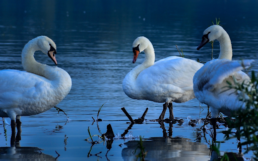 Swans on a Dry Lake from Chrome web store to be run with OffiDocs Chromium online Swans on a Dry Lake from Chrome web store to be run with OffiDocs Chromium online