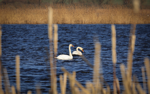Swans on the River  from Chrome web store to be run with OffiDocs Chromium online