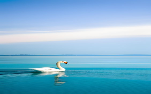 Swans swimming on the lake Wallpaper  from Chrome web store to be run with OffiDocs Chromium online