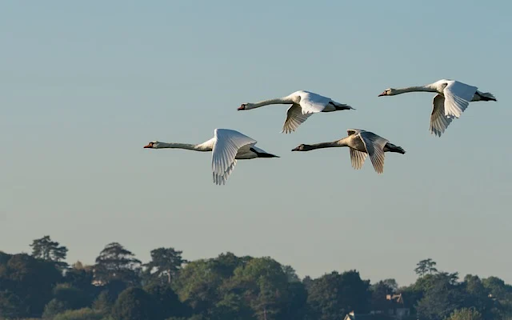 SWANS THEME  from Chrome web store to be run with OffiDocs Chromium online