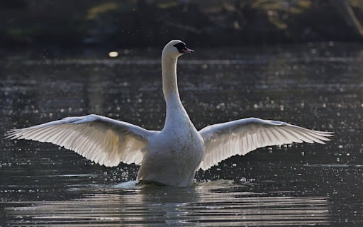SWAN THEME  from Chrome web store to be run with OffiDocs Chromium online