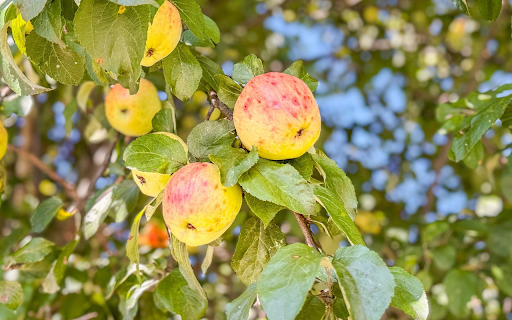 Sweet and fragrant apples  from Chrome web store to be run with OffiDocs Chromium online