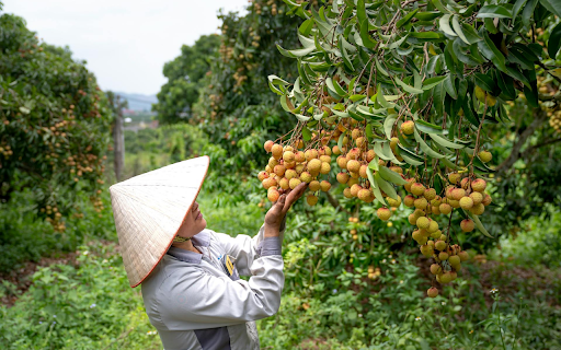 Sweet and Fragrant Lychee Clusters  from Chrome web store to be run with OffiDocs Chromium online