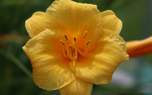 Sweet flower  from Chrome web store to be run with OffiDocs Chromium online