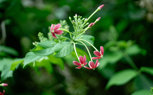 Sweet Fragrant Flowers  from Chrome web store to be run with OffiDocs Chromium online