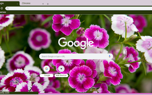 Sweet William  from Chrome web store to be run with OffiDocs Chromium online