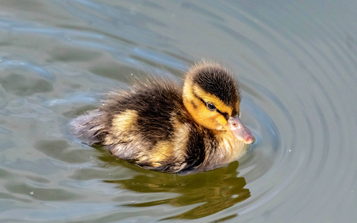 Swimming Duck  from Chrome web store to be run with OffiDocs Chromium online